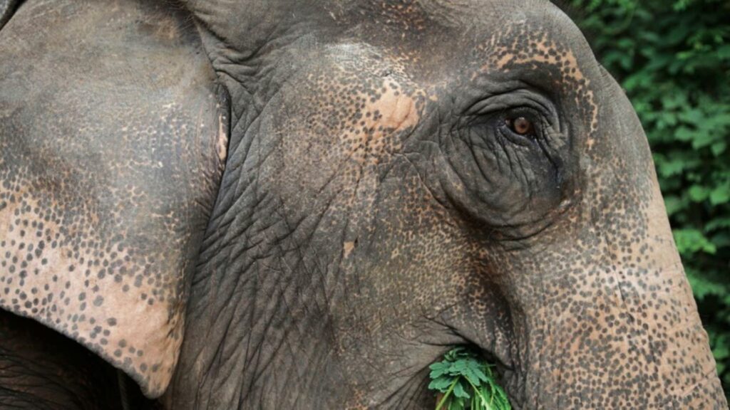 Laos, Luang Prabang: Bike, Elephant & Tad Sae Waterfall Adventure – 1 Day | Nam Khan River Valley Bike and Elephant Experience (no riding)