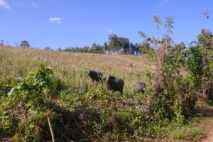 FT-2HT – Tiefer Dschungel & weiter Himmel – 2 Tage